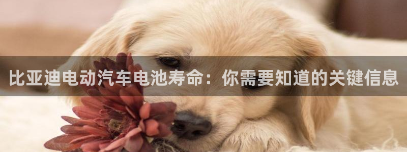 优发国际app